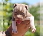 Small Photo #3 American Bully Puppy For Sale in CRESTVIEW, FL, USA