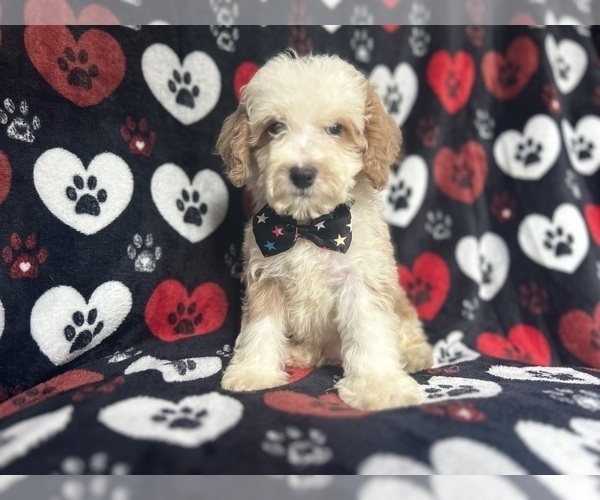 Medium Photo #2 Cockapoo Puppy For Sale in LAKELAND, FL, USA