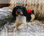 Small Photo #5 Dachshund Puppy For Sale in SHILOH, OH, USA