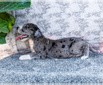 Small #9 Great Dane