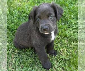 Fiji Pup - Meke - Female Colonial Cocker Spaniel-Unknown Mix Dog for Adoption - Photo #2