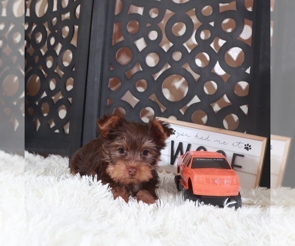 Medium Photo #2 Yorkshire Terrier Puppy For Sale in MOUNT VERNON, OH, USA