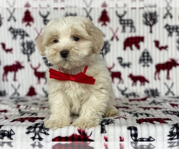 Medium Photo #2 Morkie Puppy For Sale in LANCASTER, PA, USA