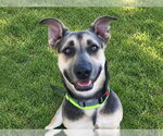 PETER - Male German Shepherd Dog-Unknown Mix Dog for Adoption - Small photo