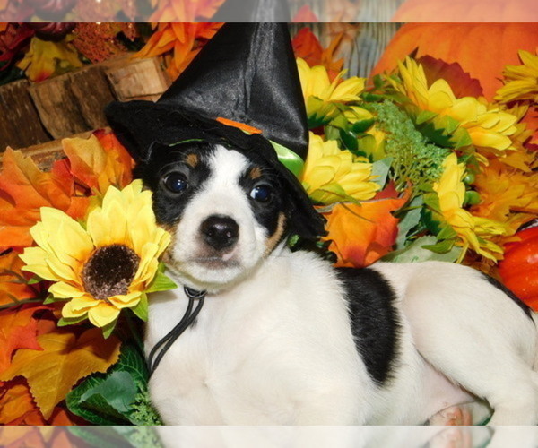 Medium Photo #1 Rat Terrier Puppy For Sale in HAMMOND, IN, USA