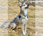 Small #3 Australian Shepherd Mix