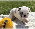 Small Photo #9 French Bulldog Puppy For Sale in WEST ORANGE, NJ, USA