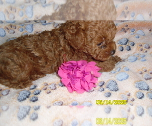 Poodle (Toy) Puppy for sale in DULUTH, GA, USA