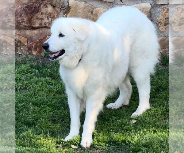 Medium Photo #4 Great Pyrenees Puppy For Sale in Dallas, TX, USA