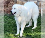 Small #3 Great Pyrenees