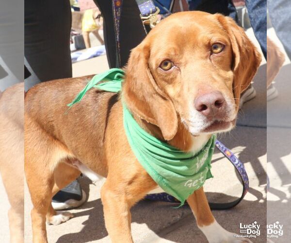 Medium Photo #4 Beagle-Unknown Mix Puppy For Sale in Washington, DC, USA