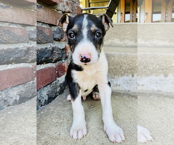 Medium Photo #3 Mutt Puppy For Sale in Marina Del Rey, CA, USA