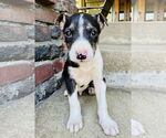 Small #2 Mutt