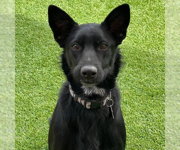 Medium Photo #5 Labrador Retriever-Unknown Mix Puppy For Sale in San Diego, CA, USA