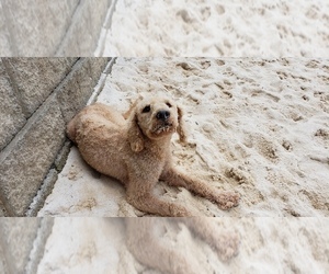 Labradoodle Puppy for sale in LEXINGTON, SC, USA