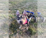 Small #2 American Pit Bull Terrier