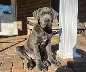 Cane Corso Puppy for sale in PARIS, KY, USA