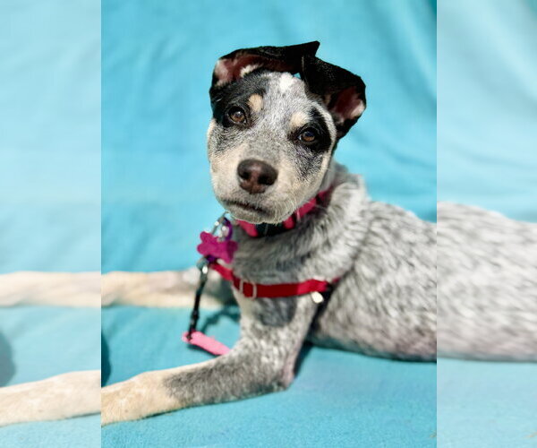 Medium Photo #2 Mutt Puppy For Sale in West Cornwall, CT, USA