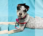 Small #1 Mutt