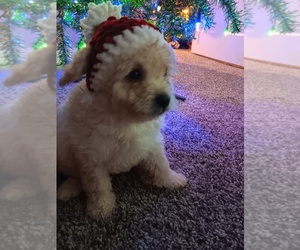 Pom-A-Poo-Shih-Poo Mix Puppy for sale in IRONDEQUOIT, NY, USA