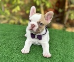 Small #1 French Bulldog