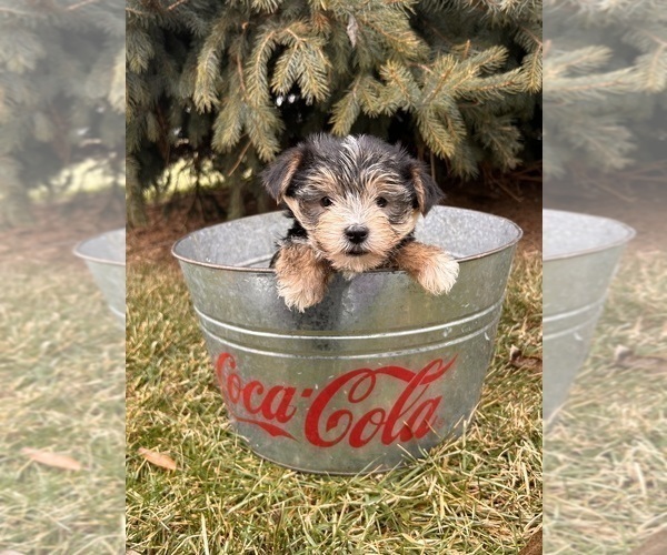 Medium Photo #3 Morkie Puppy For Sale in MIDDLEBURY, IN, USA