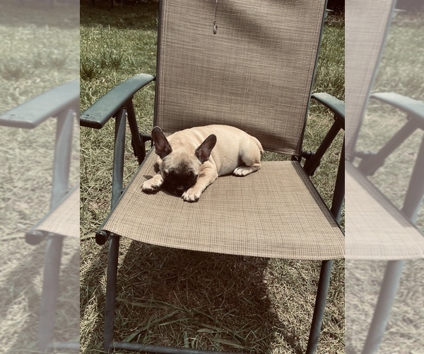 Medium Photo #11 French Bulldog Puppy For Sale in PALMETTO, GA, USA