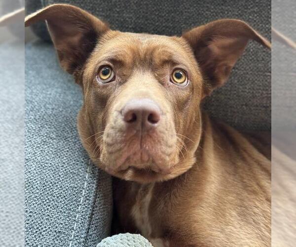 Medium Photo #12 Mutt Puppy For Sale in San Diego, CA, USA