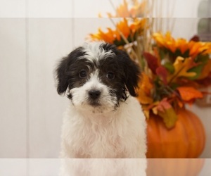 Cavapoo Puppy for sale in BEL AIR, MD, USA