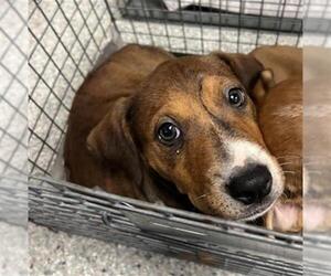 American Pit Bull Terrier-Unknown Mix Dogs for adoption in Pasadena, TX, USA