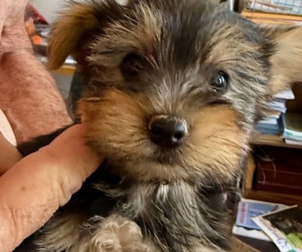 Medium Photo #1 Yorkshire Terrier Puppy For Sale in LAMAR, CO, USA