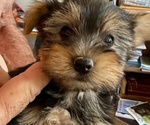 Puppy 2 Yorkshire Terrier