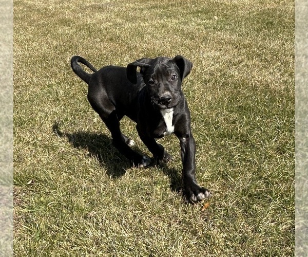 Medium Photo #1 Great Dane Puppy For Sale in MIDDLEBURY, IN, USA