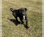 Small Photo #1 Great Dane Puppy For Sale in MIDDLEBURY, IN, USA