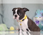 Small Photo #1 Boston Terrier Puppy For Sale in BROOKSVILLE, FL, USA