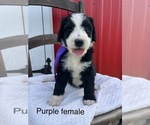 Small #10 Bernedoodle