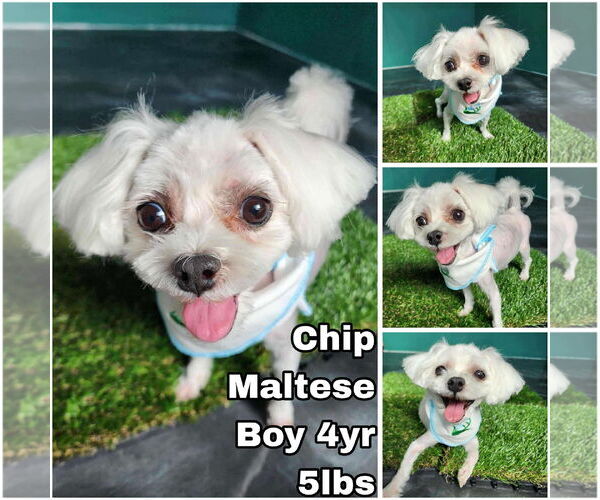 Medium Photo #1 Maltese Puppy For Sale in Seattle, WA, USA