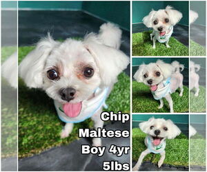 Maltese Dogs for adoption in Seattle, WA, USA