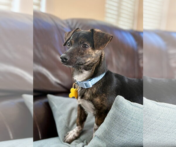 Medium Photo #3 Chiweenie Puppy For Sale in Sandy, UT, USA