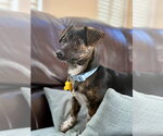 Small #2 Chiweenie