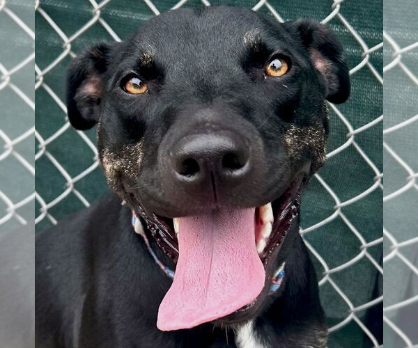 Medium Photo #1 Labrador Retriever-Unknown Mix Puppy For Sale in Jefferson, WI, USA
