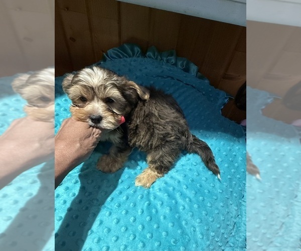 Medium Photo #4 Yorkshire Terrier Puppy For Sale in ALVORD, IA, USA