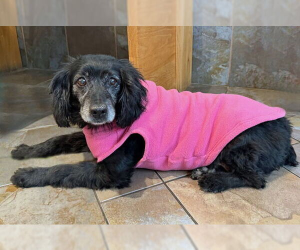 Medium Photo #15 Cocker Spaniel Puppy For Sale in Arlington, VA, USA