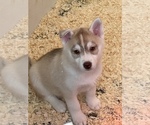 Small Photo #10 Siberian Husky Puppy For Sale in FRESNO, CA, USA