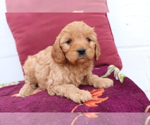 Cavalier King Charles Spaniel-Goldendoodle Mix Puppy for sale in SHILOH, OH, USA