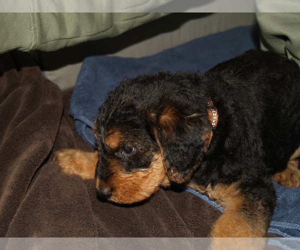 Medium Photo #14 Airedale Terrier Puppy For Sale in CHARLESTOWN, IN, USA