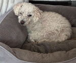 Small #4 Mutt