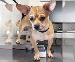 Mutt Dogs for adoption in San Bernardino, CA, USA
