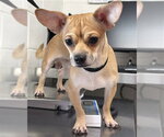 Small Mutt