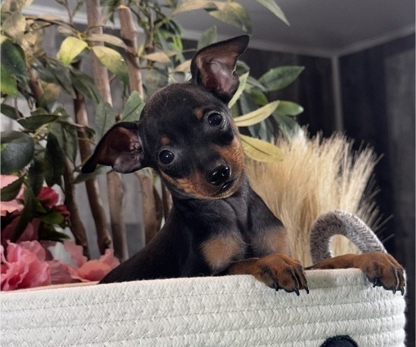 Medium Photo #3 Miniature Pinscher Puppy For Sale in CANOGA, NY, USA